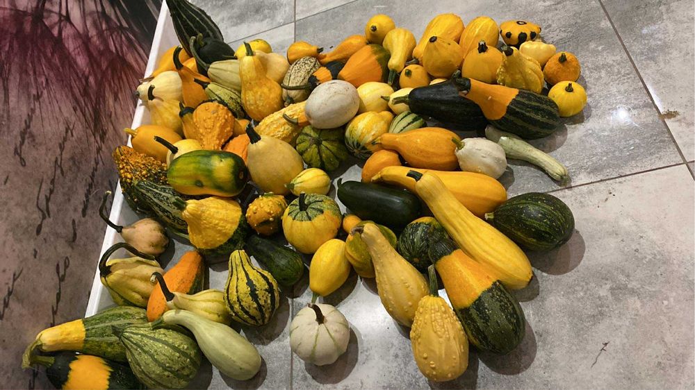 Dynia ozdobna mix 5kg