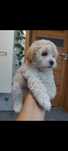 Maltipoo piesek pudel toy&maltańczyk