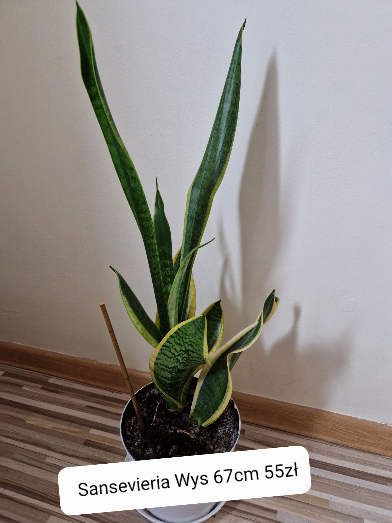 Sansevieria oczyszcza powietrze roślina