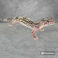 Улыбчивая ящерица гекон эублефар очень милые и ручные