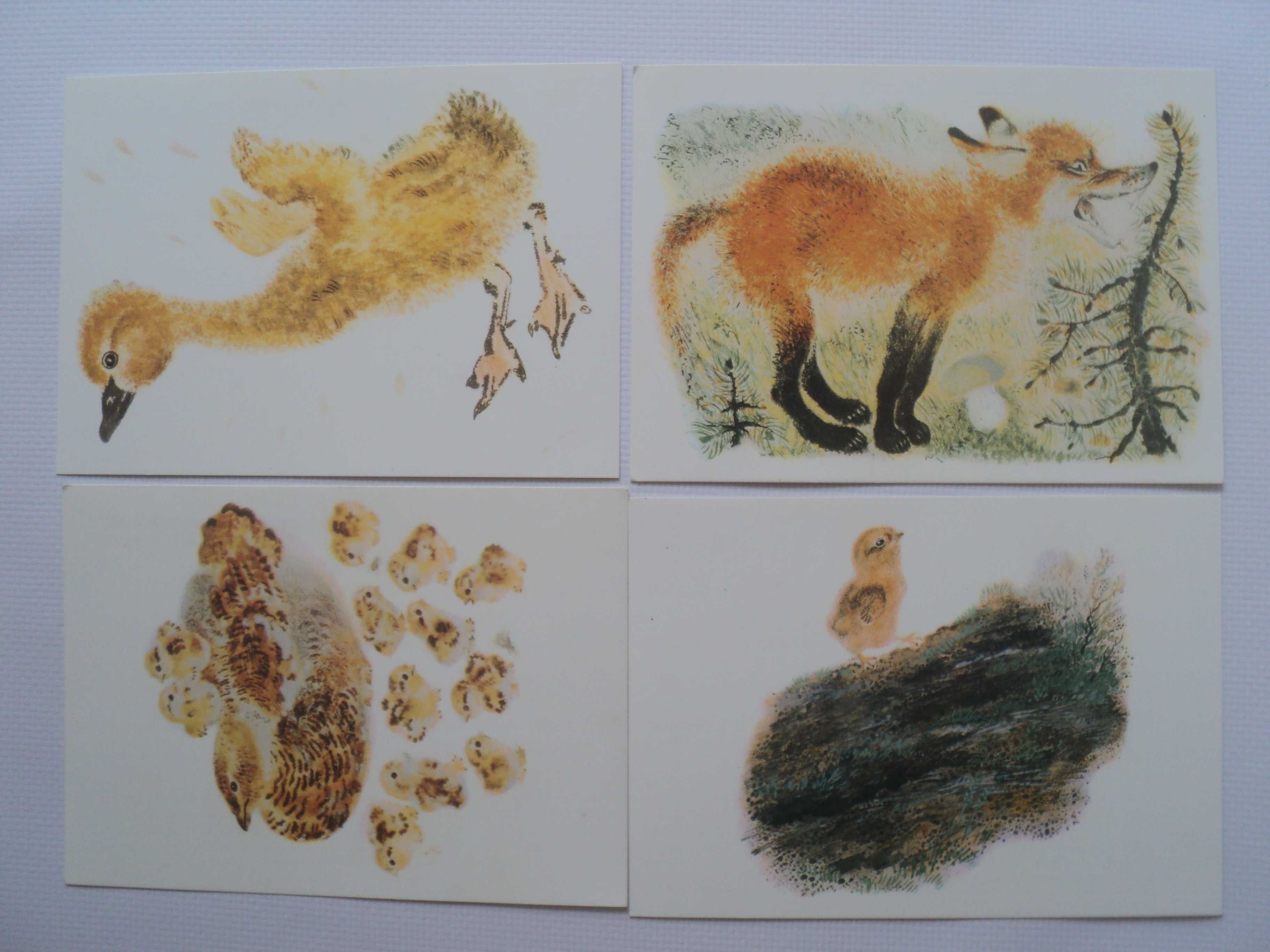 открытка СССР Чарушин утка глухарка лиса цыпленок утенок животные