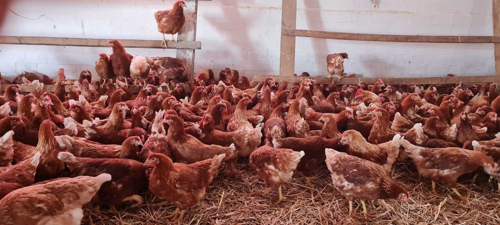 Kury młode nioski z jajkiem.Sprzedaż kurek ROSA1 MESSA z Fermy Drobiu.