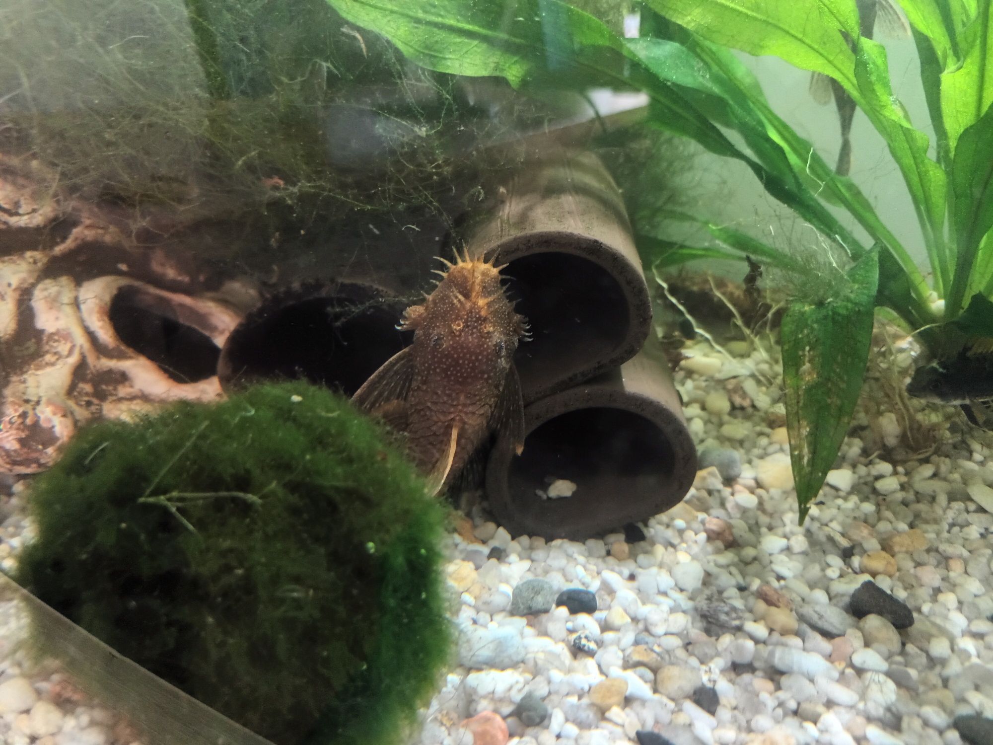 Ancistrus sp. Calico zbrojniki nie lda 16