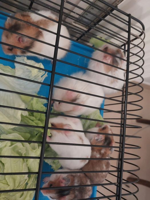 Sprzedam mlodych syryjskich chomików