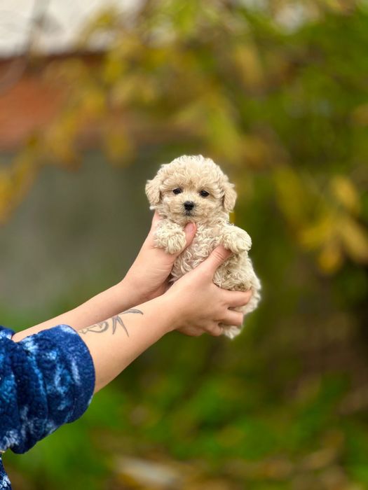 Гарнюня міні Мальтіпу дівчинка краса неймовірна
