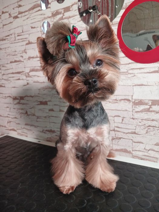 Йоркширский терьер вязка