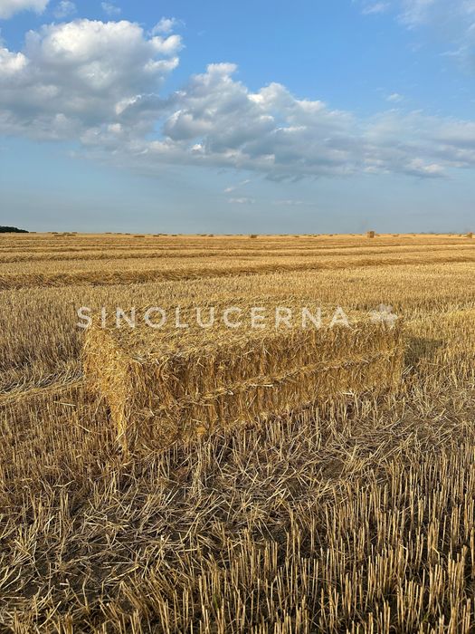 Пшенична солома в квадратних тюках