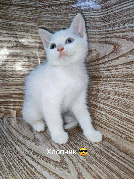 Віддам кошенят в добрі руки