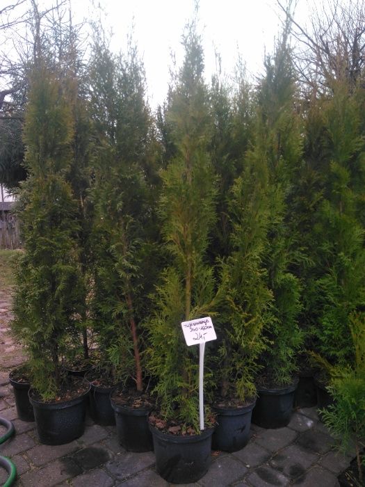 Thuja Smaragd 150 - 170 cm w Donicy max przyjec Z PODLASIA DOWOZIMY