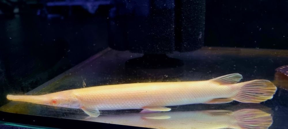 Niszczuka florydzka albino
