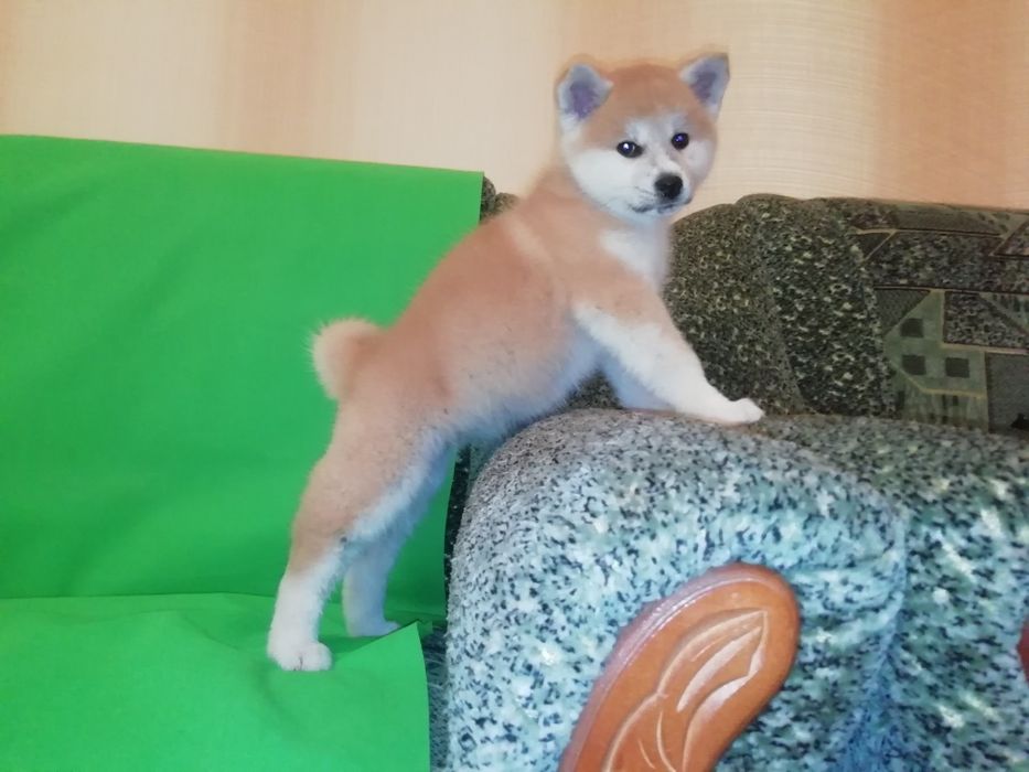 Акита ину. Верные и смелые.