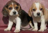 Cachorrinhos beagle 2 meses para doacao