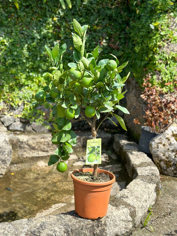 Limeira Anã com fruto - Limã Anã com fruto