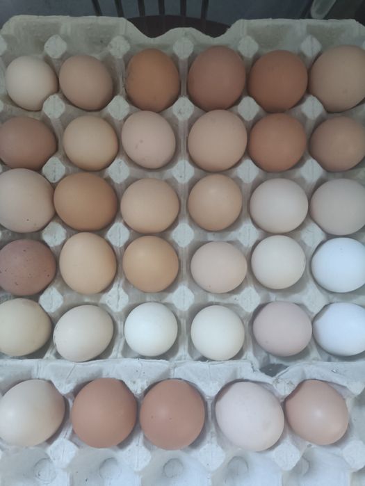 Яйця курячі домашні органічні