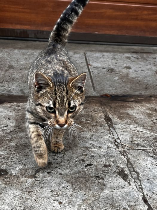 Котик (хлопчик )