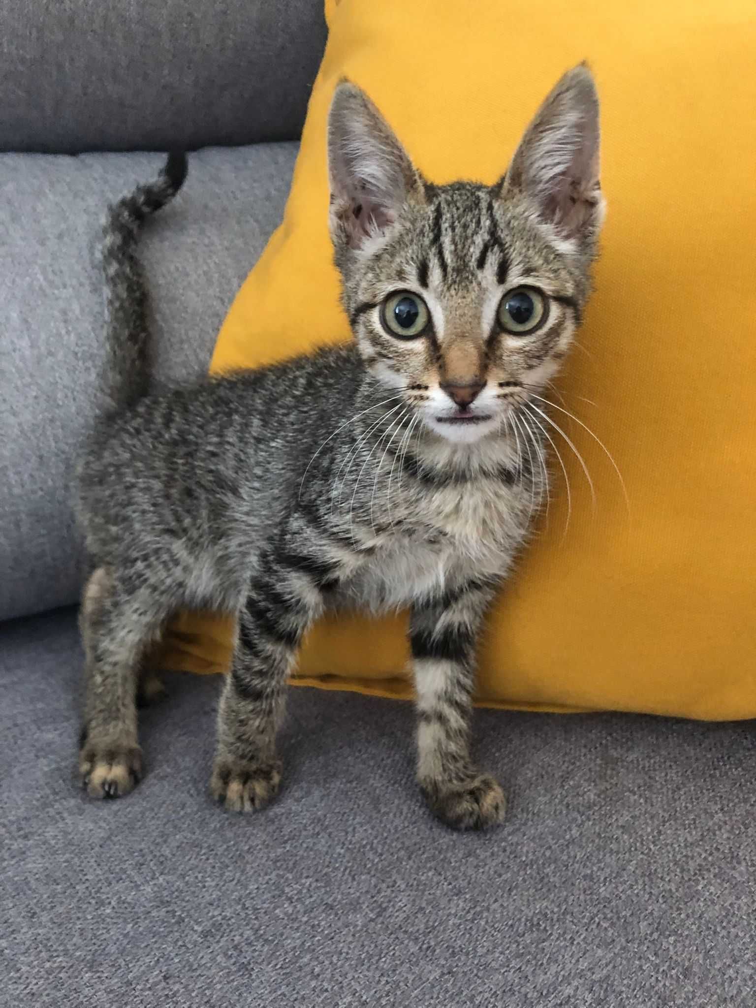 Dá-se gatinho bebé