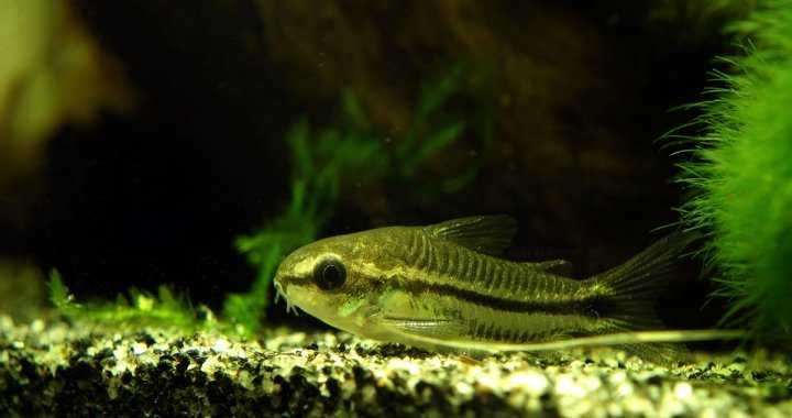 Kirysek karłowaty/ Pigmej ( Corydoras pygmaeus )