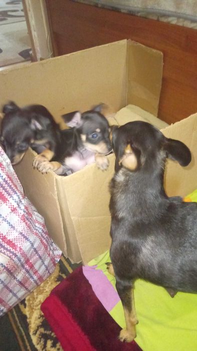 щенки той-терьера