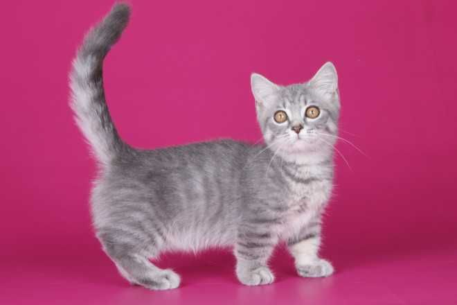 Кошенята породи манчкін, з коротенькими ніжками