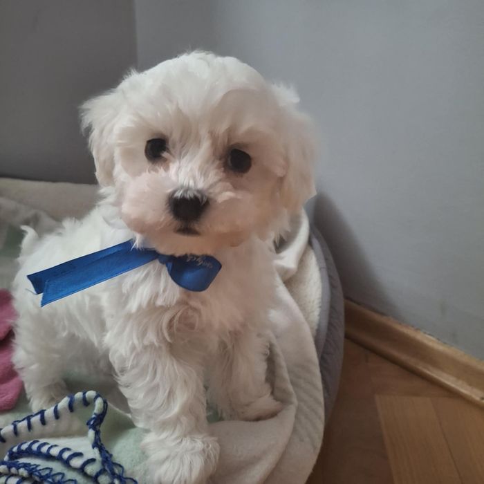 Suczka, piesek, szczeniaki, maltańczyk