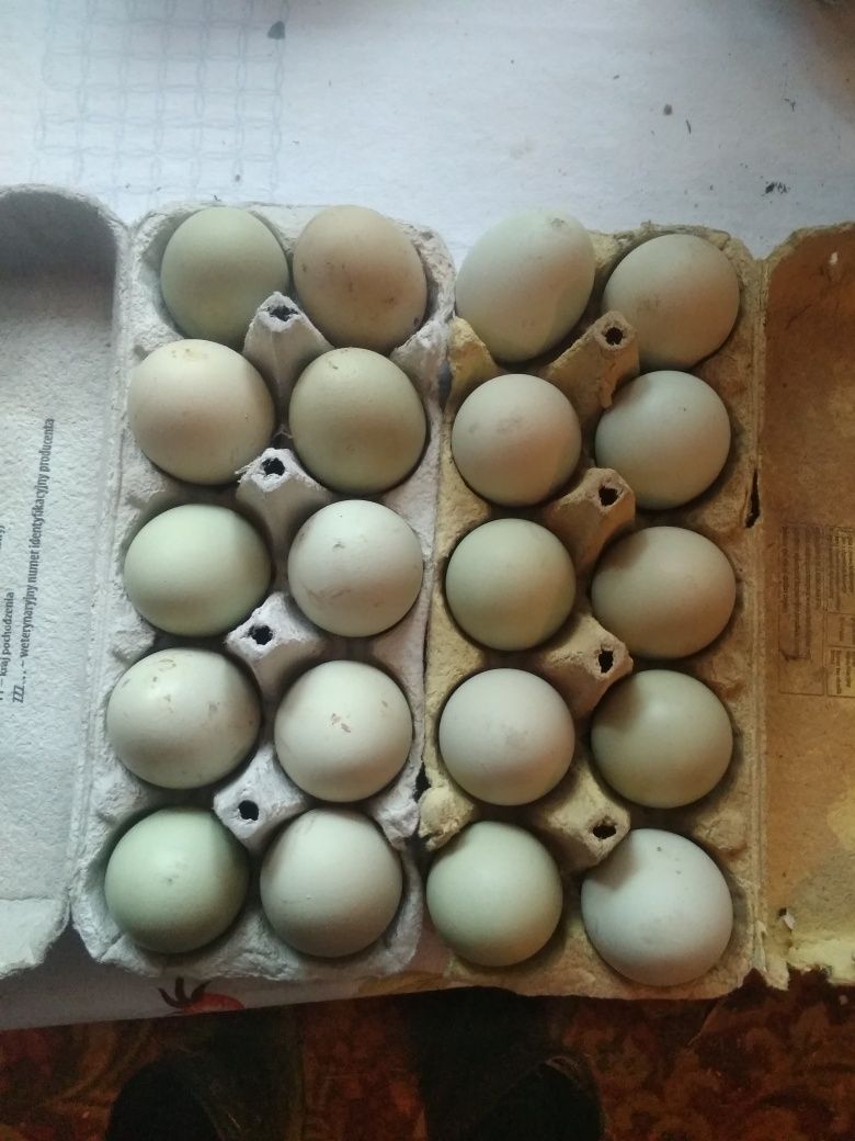 Mleko prosto od krowy tłuste,ser,jajka szaro-ziel