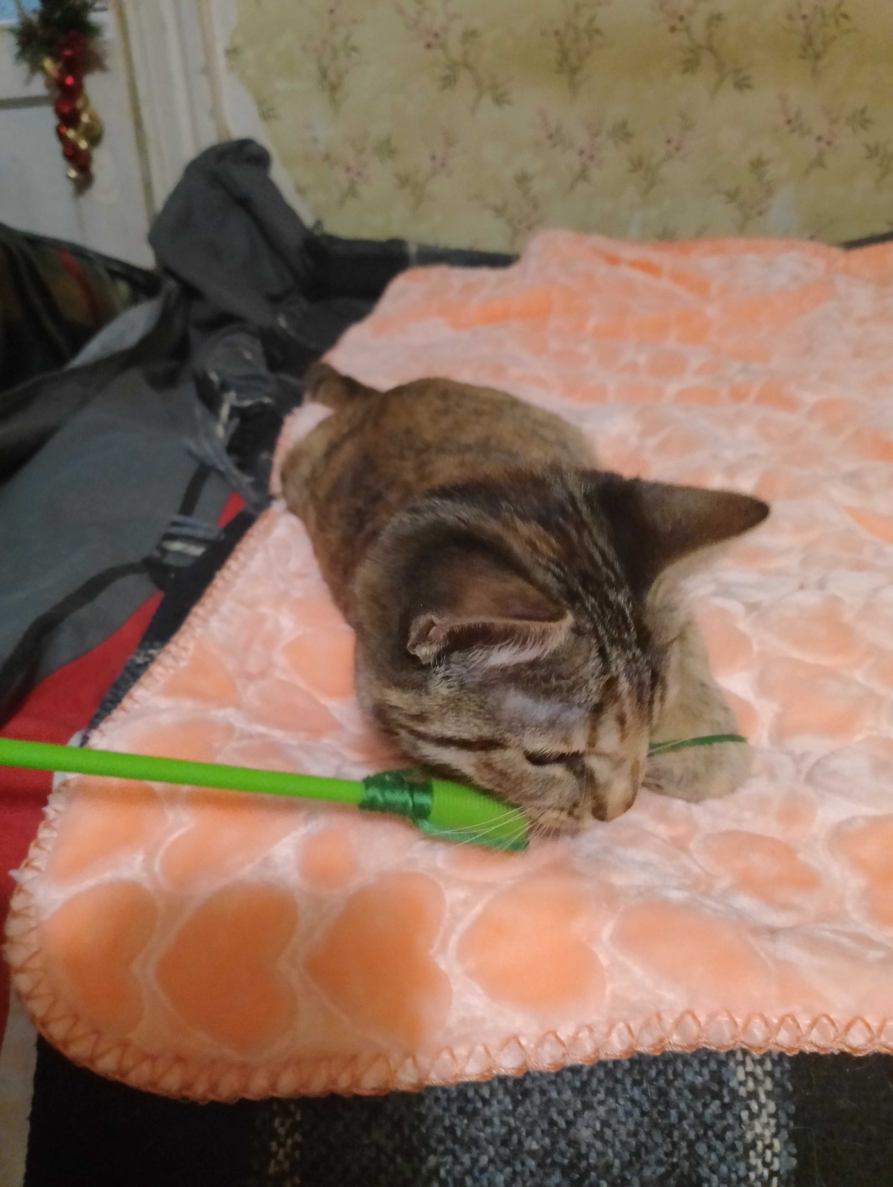 Котинята в Добрi руки Метиси Египетської Мао