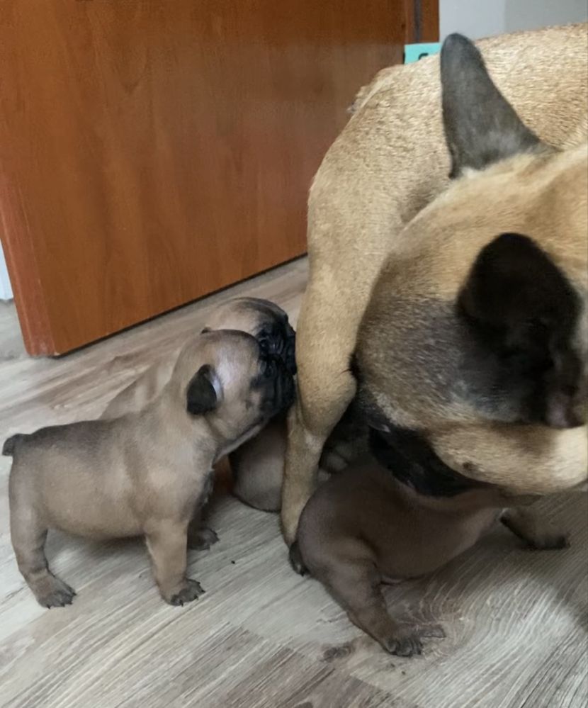 Na sprzedaz - suczka buldog francuski. Przyjmujemy rezerwacje!