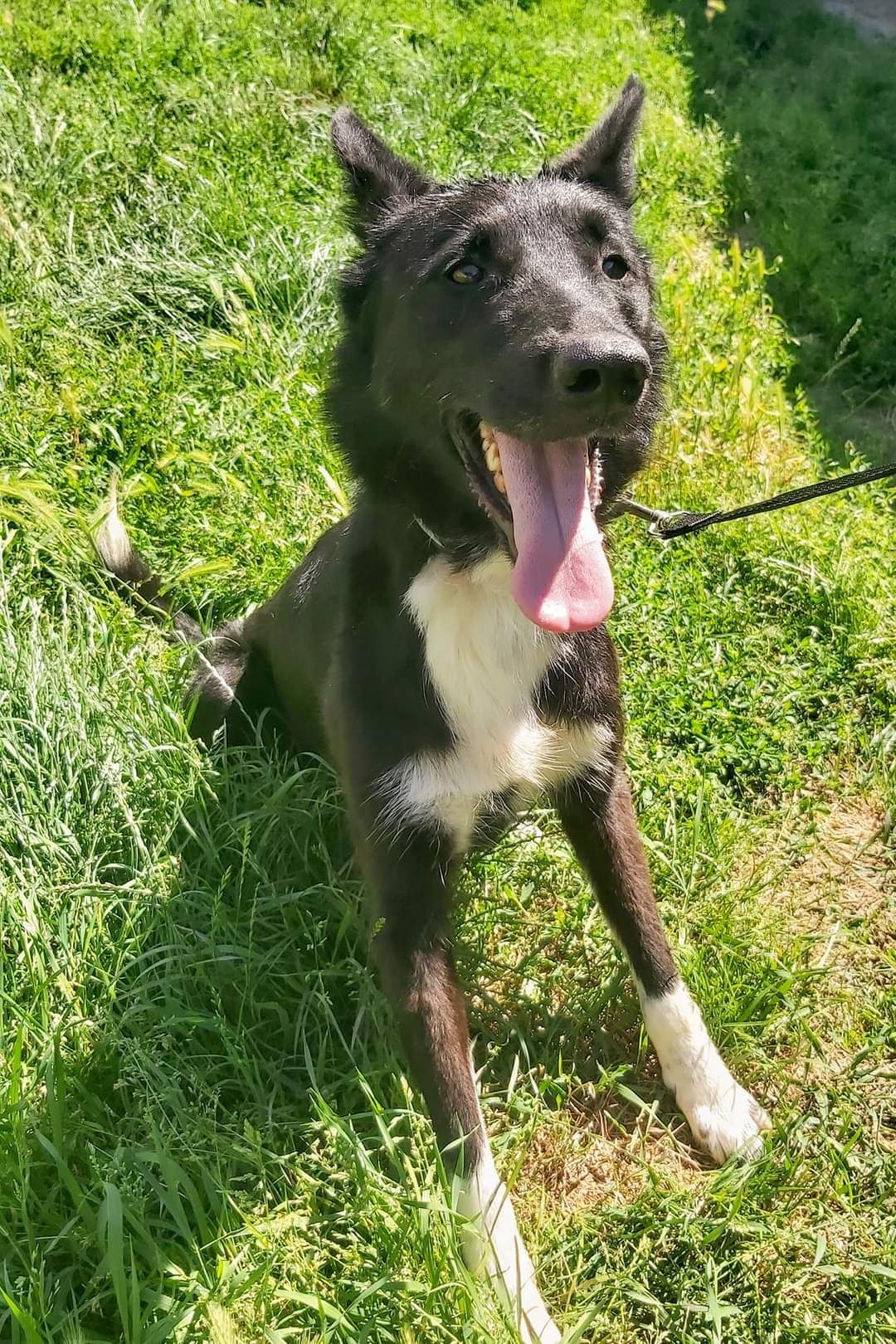 Mix border collie Domino