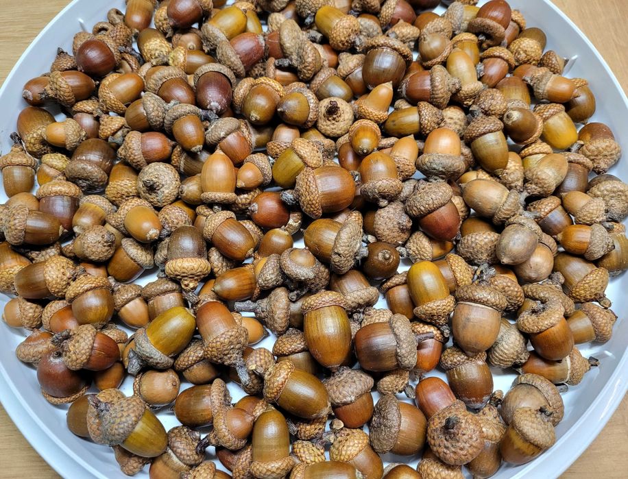 artykuły plastyczne dla dziecka do szkoły szyszki żołędzie