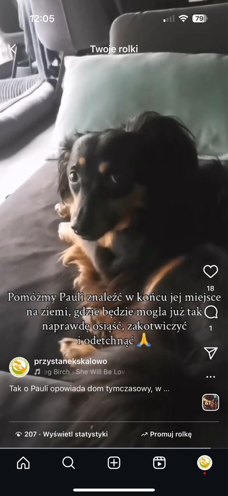 Paula jako młody piesek zabrana ze złomowiska,potem 7 lat w schronisku