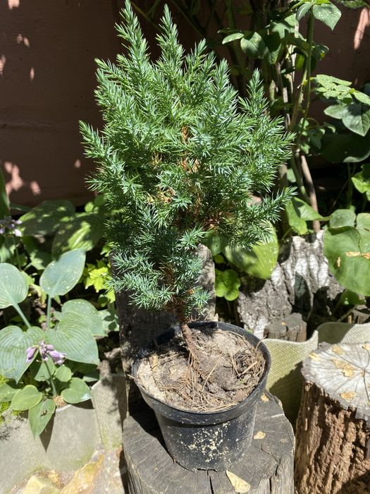 Ялівець варієгатний стрікта, схожий на ялинку