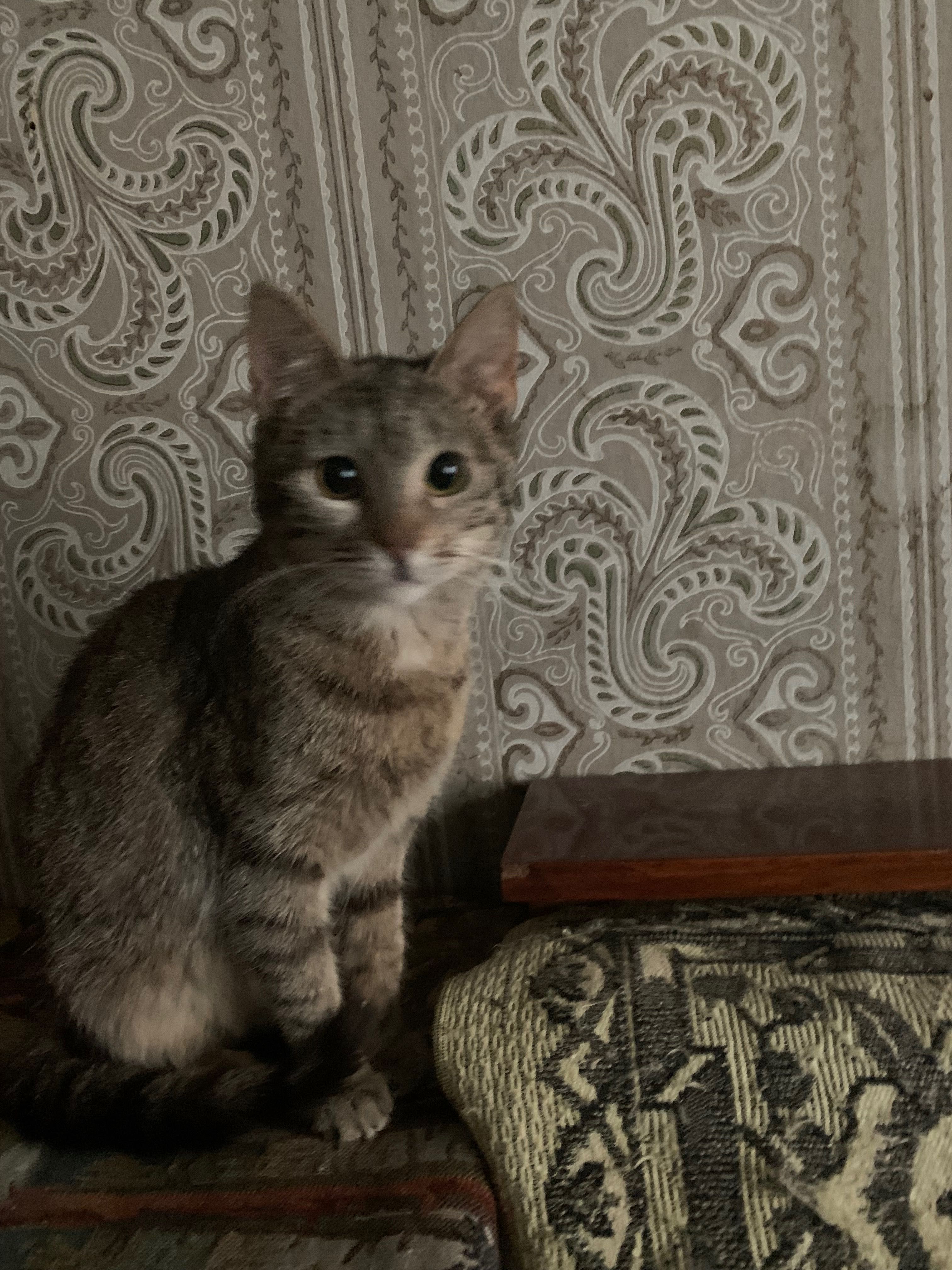 Кошеня-підліток шукає дім