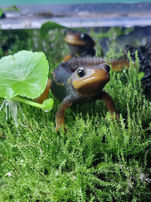 Traszka Tylototriton verrucosus - młode CB25 5cm z własnej hodowli