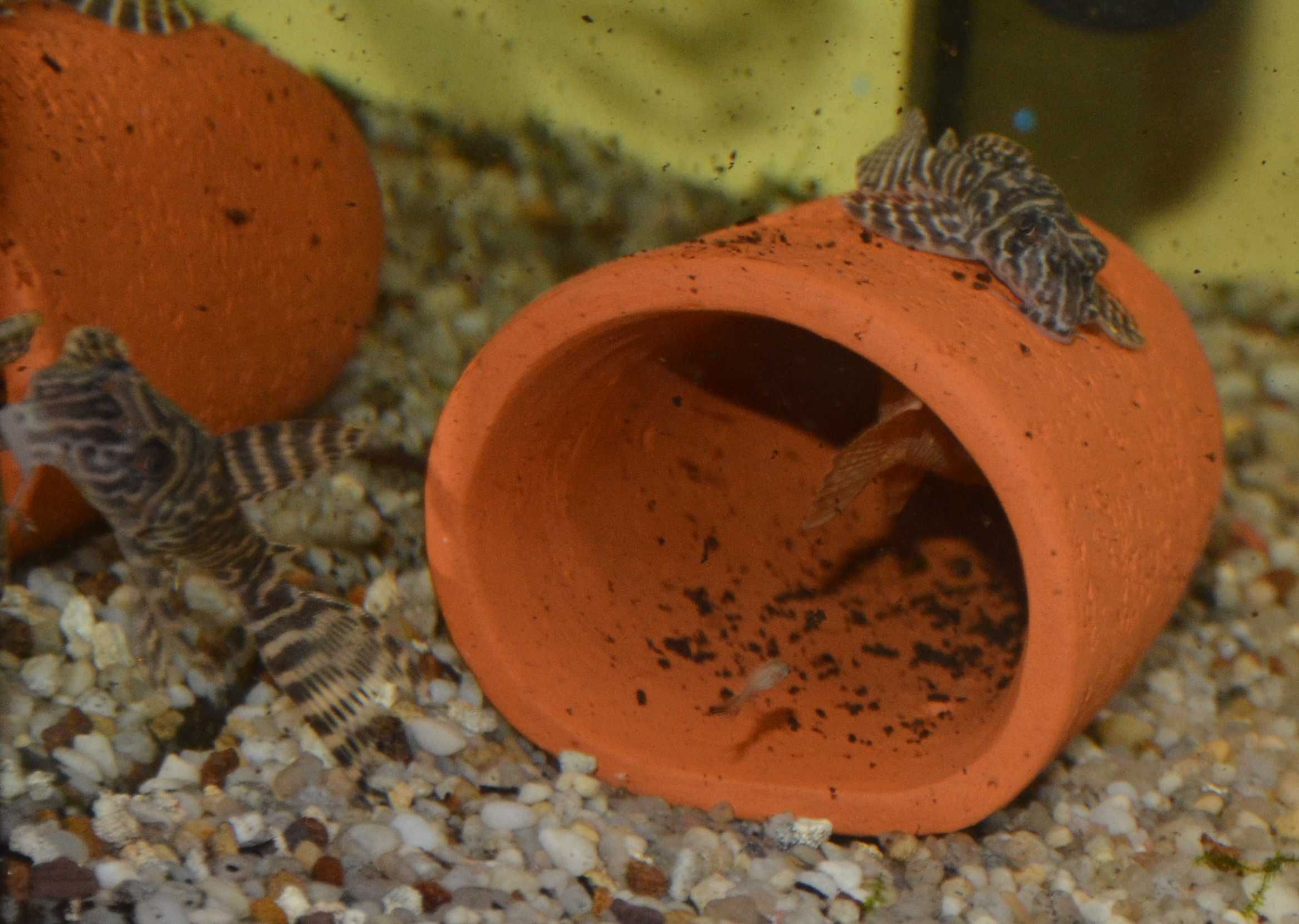 ZBROJNIK L333 Hypancistrus sp. 6cm
