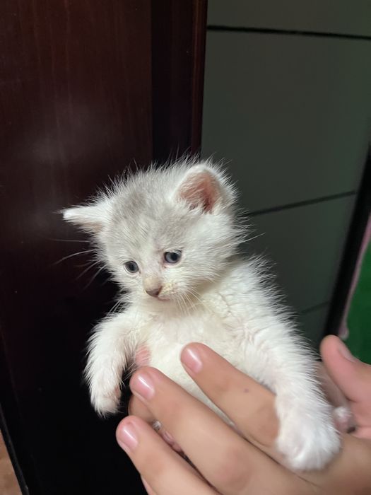 Котики в добрі руки
