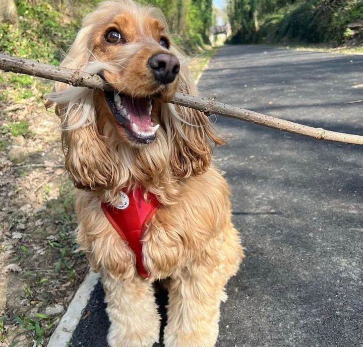 Продаж та доставка по Україні цуценят.