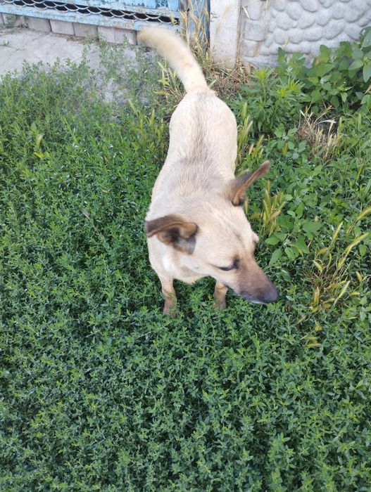 Віддам в добрі руки собаку