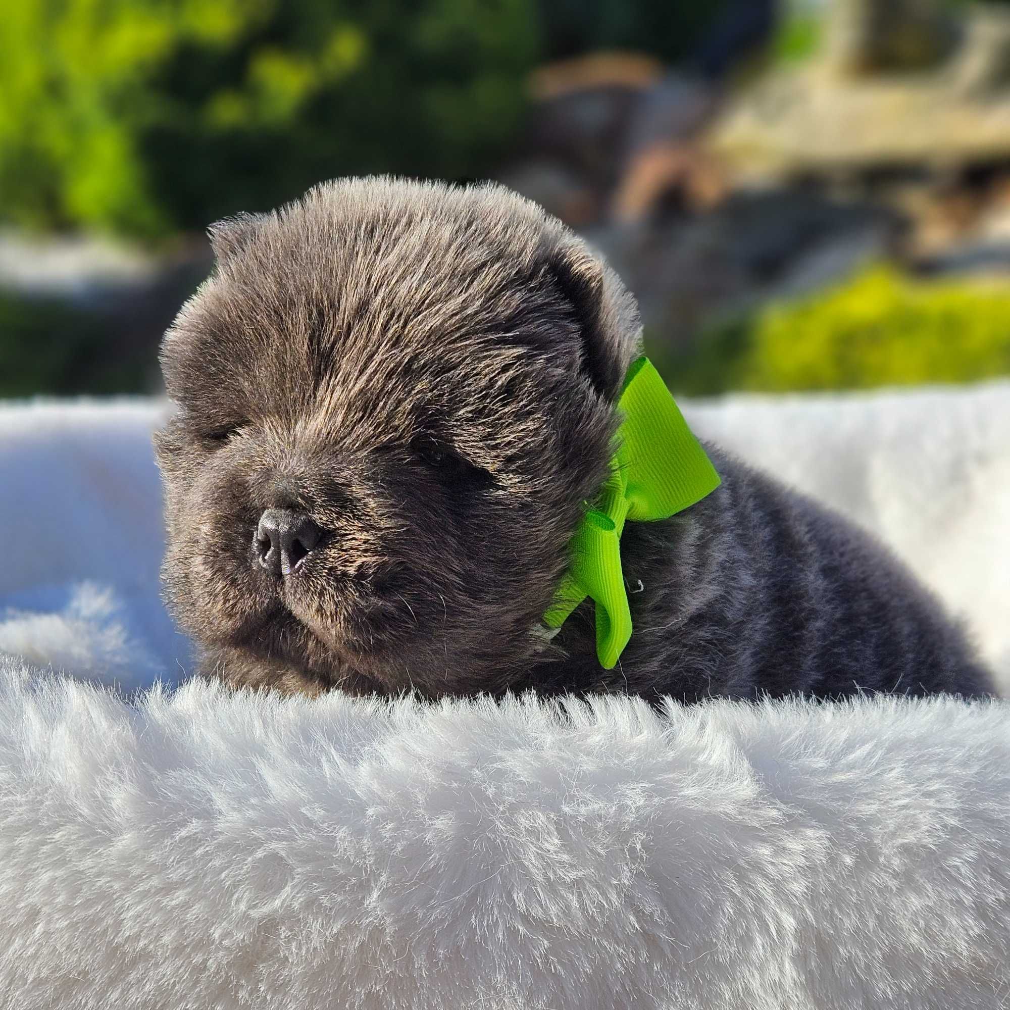 Chow Chow szczeniak.