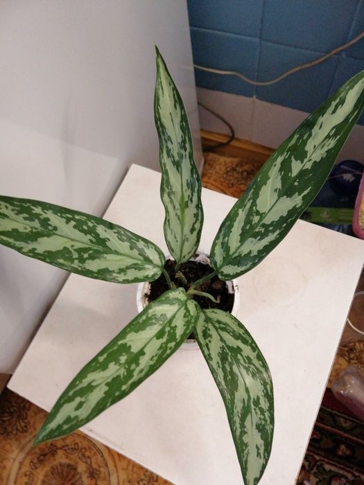 Аглаонема укорененные деленки