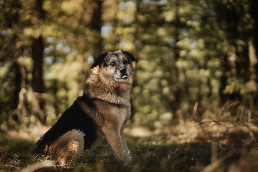 Hagi duży puchaty misiek czeka na dom ADOPCJA