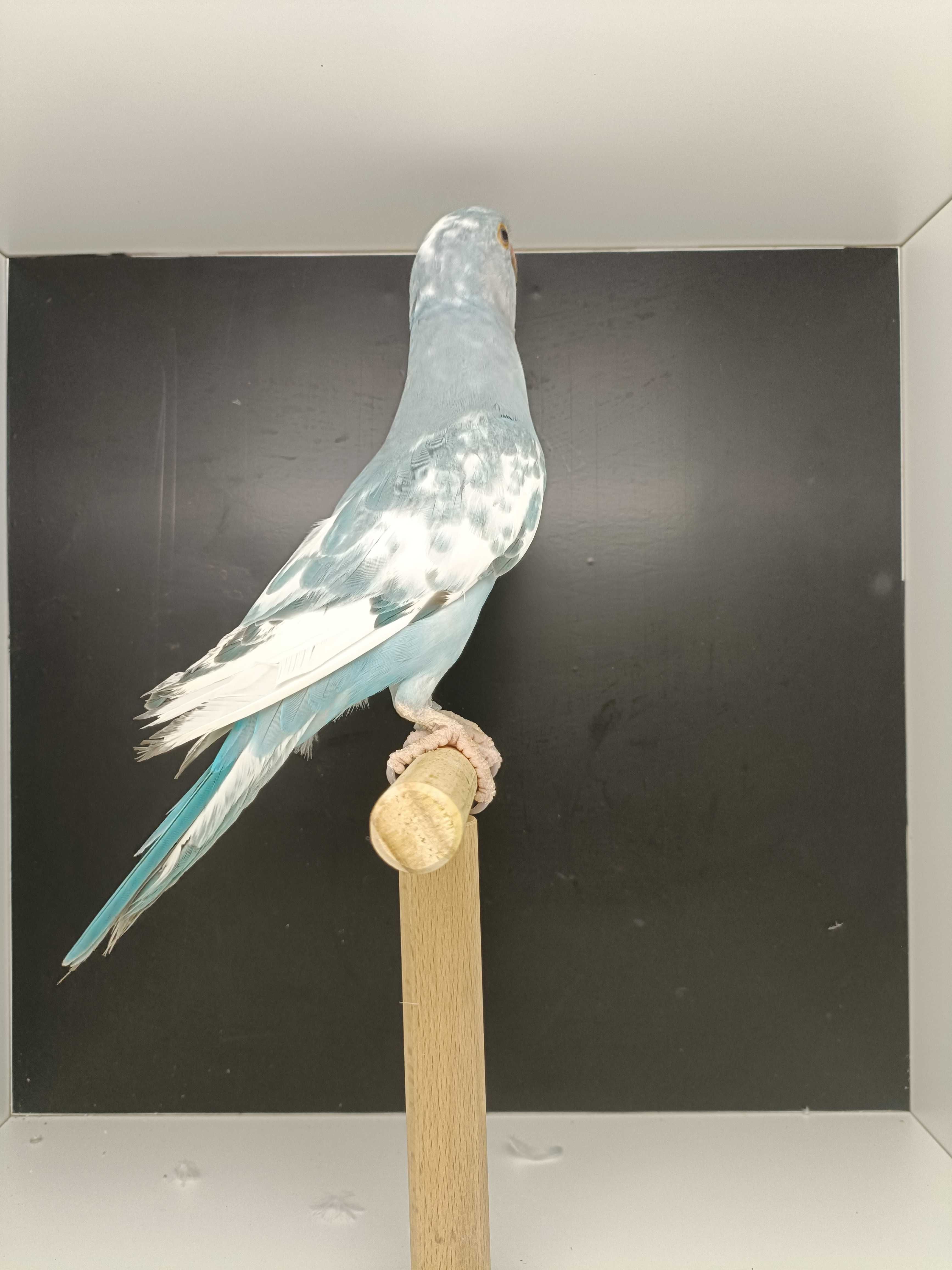 Ring neck azul malhado