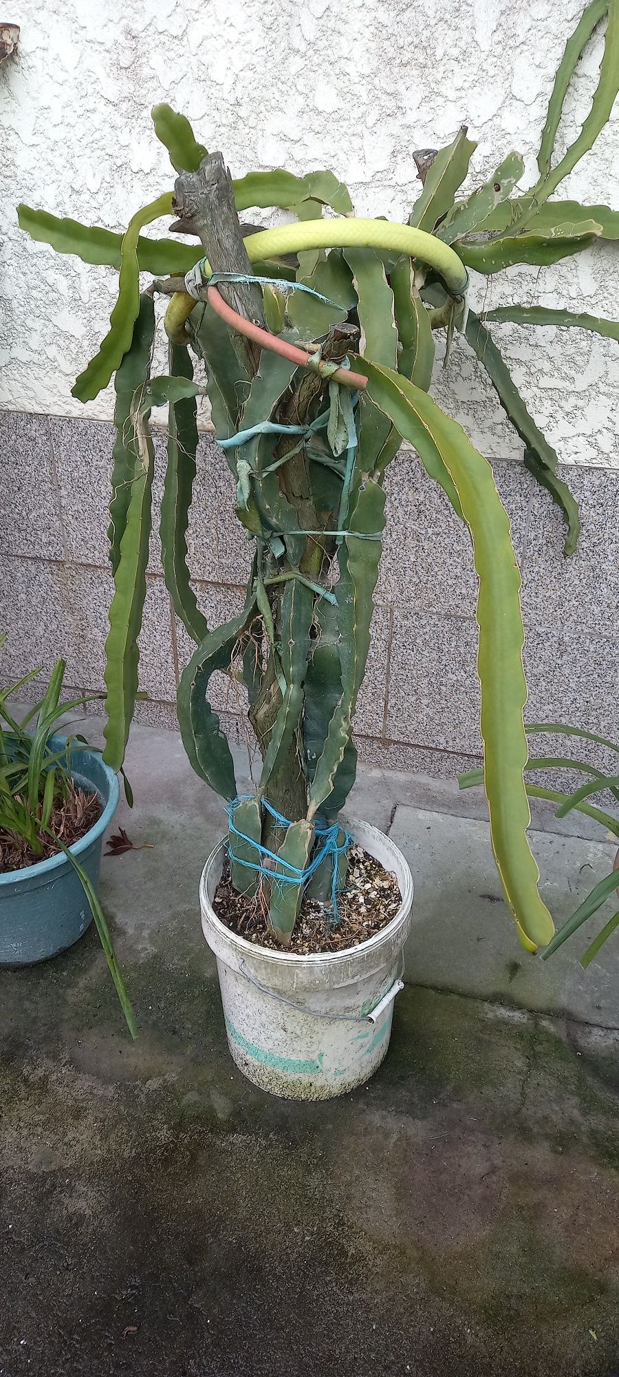 mudas de pitaya varios tamanho