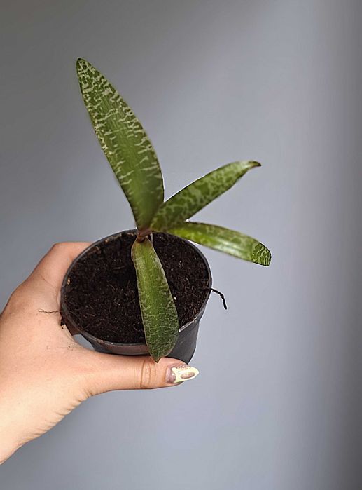 Ledebouria socialis, scilla violacea, Ledeburia kępiasta sukulent