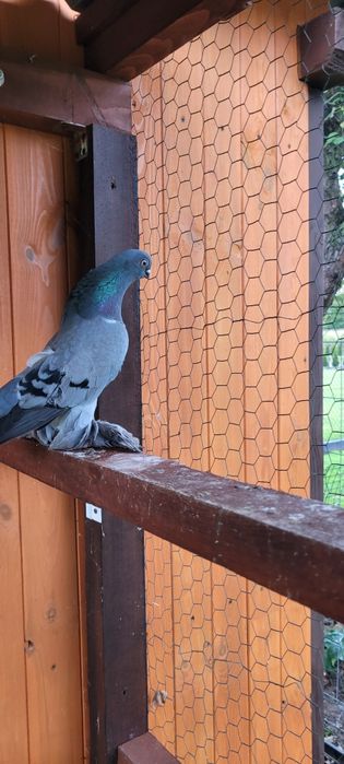 Berliński Krótkodzioby