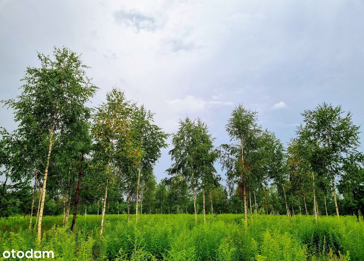 MAZURY Malownicze Działki bud z MPZP przy LESIE nad JEZIOREM_2h z W-wy