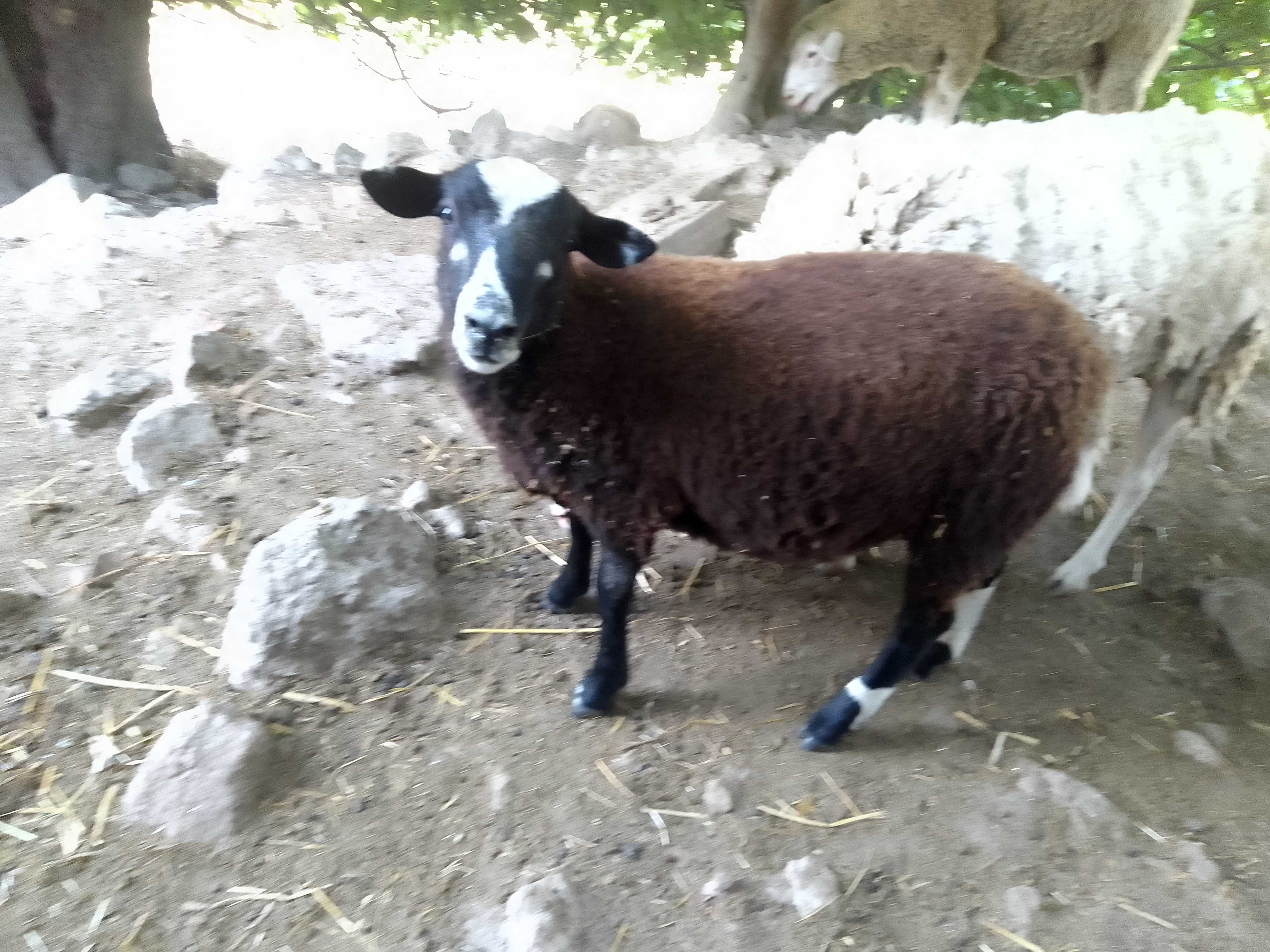 Vendo borregos  Inra 401