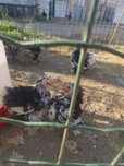 Lote de pekins jovens