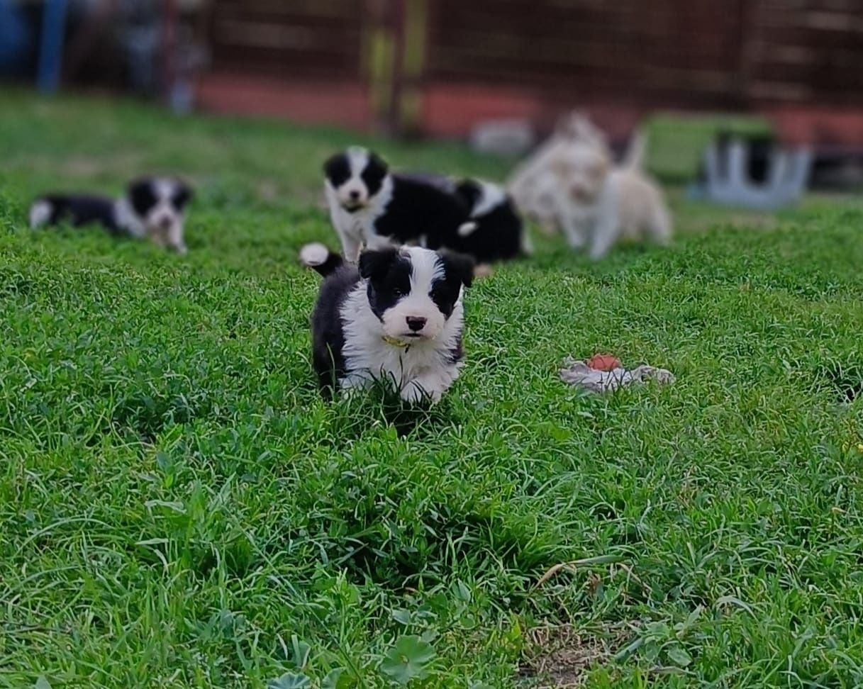 Piesek border collie