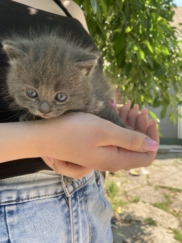Віддам кошенят в добрі руки
