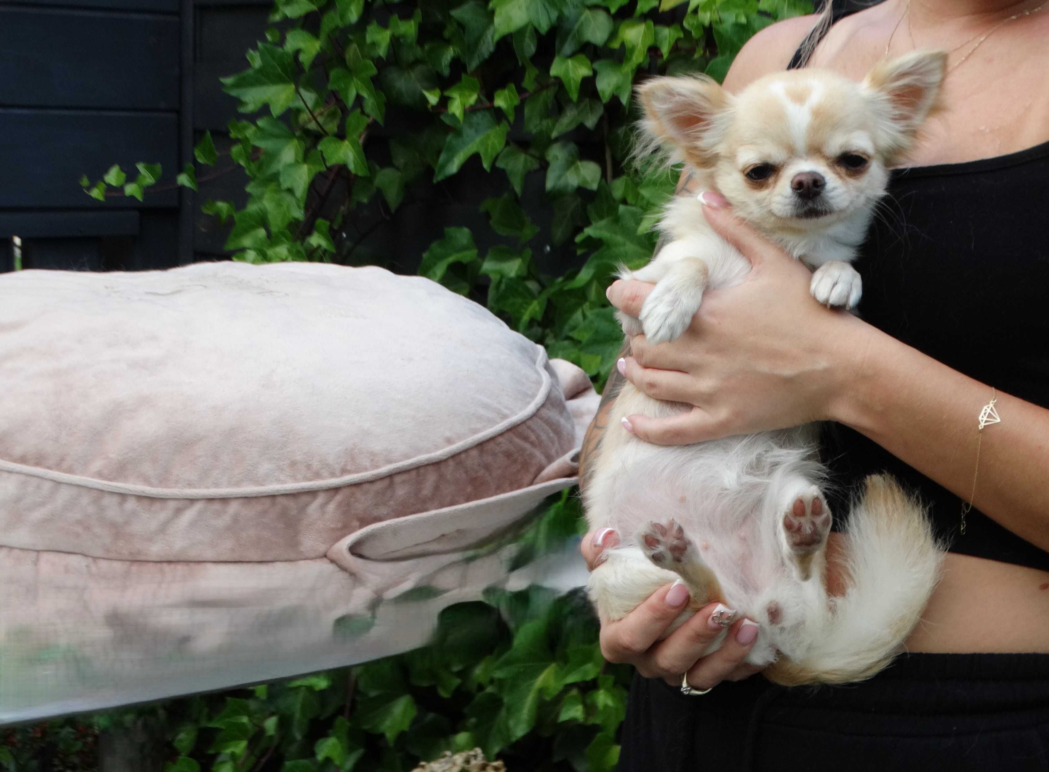 Chihuahua długowłosa mała dziewczynka ZKwP FCI
